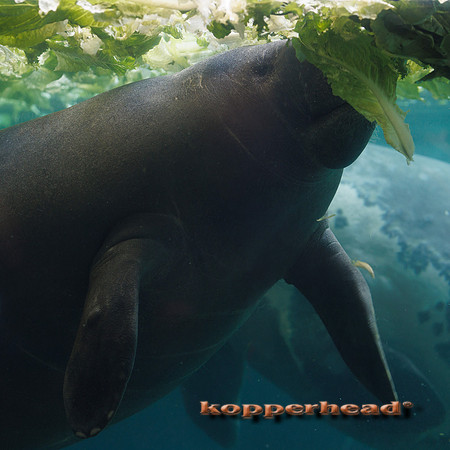 134167 08 2026 Kopperhead