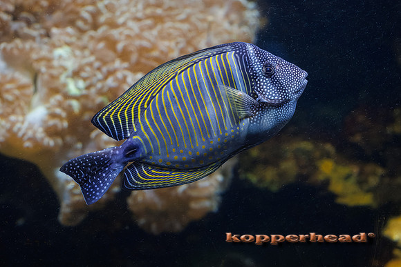 134142t 08 2026 Kopperhead