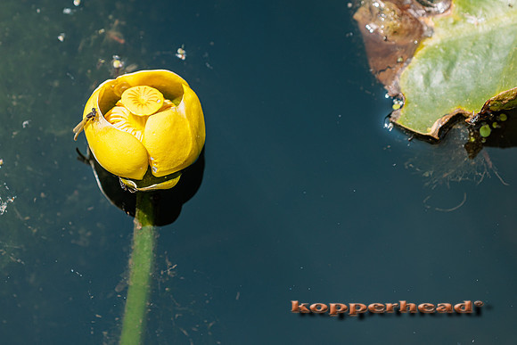 65141 05 2023 Kopperhead