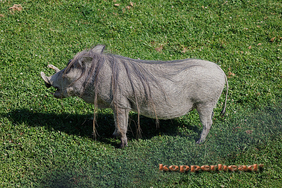 134101 08 2026 Kopperhead