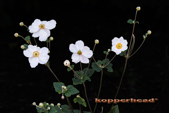 136493 09 2026 Kopperhead
