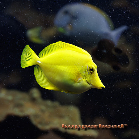 134145 08 2026 Kopperhead