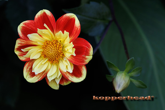 136471 09 2026 Kopperhead