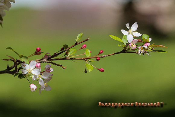 63689 05 2023 Kopperhead