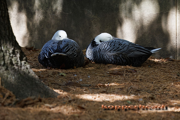 137058t 10 2026 Kopperhead
