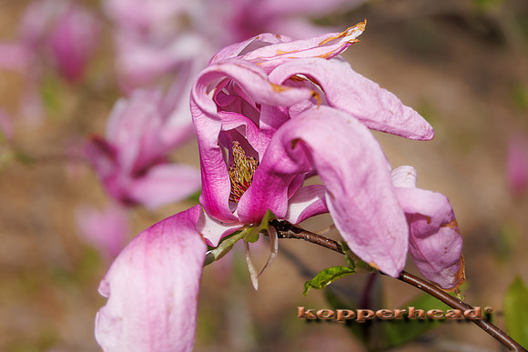 62240 04 2023 Kopperhead