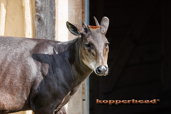 136843 10 2026 Kopperhead