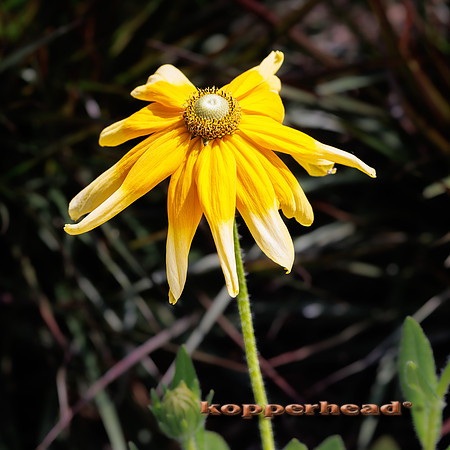 122483 07 2026 Kopperhead