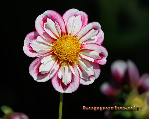 136431 09 2026 Kopperhead