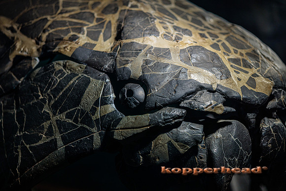 60971 04 2023 Kopperhead