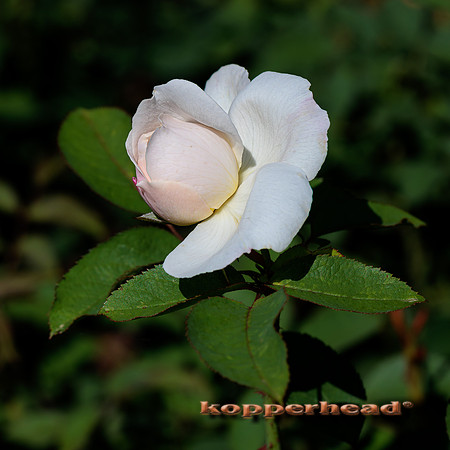48829 08 2022 Kopperhead
