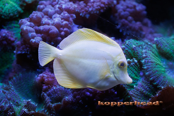 133140t 08 2026 Kopperhead