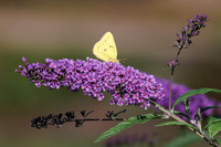 September Flowers