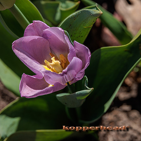 62073 04 2023 Kopperhead