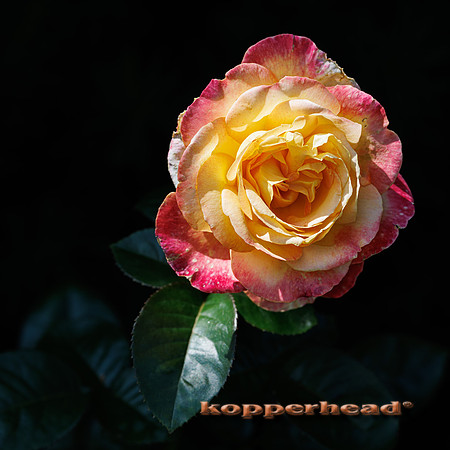 134015 08 2026 Kopperhead