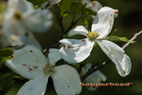63751 05 2023 Kopperhead