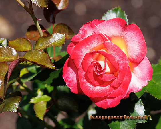 134042 08 2026 Kopperhead