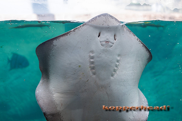 134166 08 2026 Kopperhead