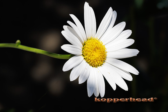 132713 08 2026 Kopperhead