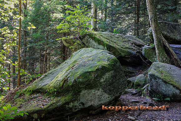 136366 09 2026 Kopperhead