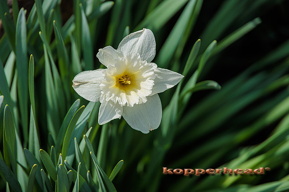 60927 04 2023 Kopperhead