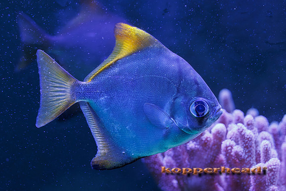 134139t 08 2026 Kopperhead