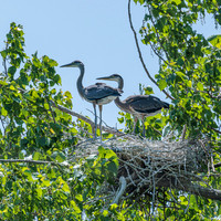 May 2023; Great Blue Herons