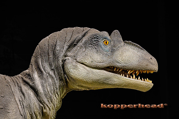 62298 04 2023 Kopperhead