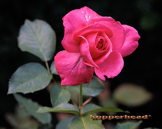 134024 08 2026 Kopperhead