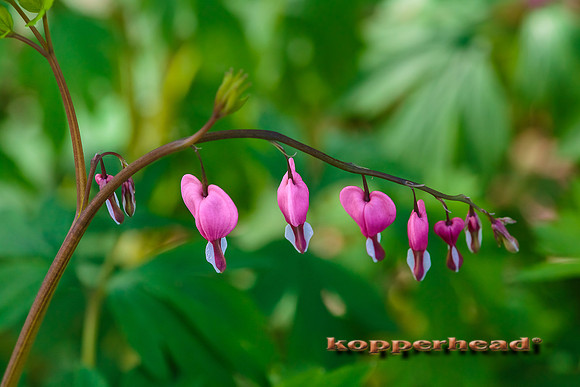 51191 05 2016 Kopperhead