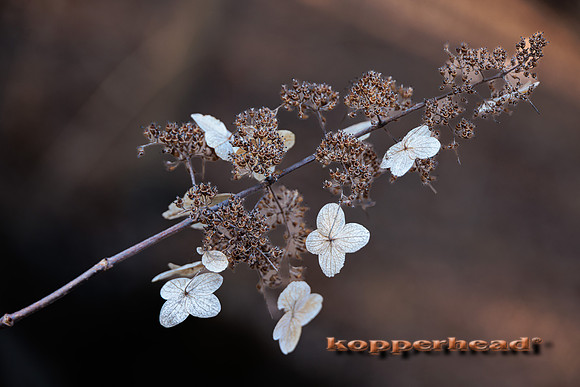 102199 03 2025 Kopperhead