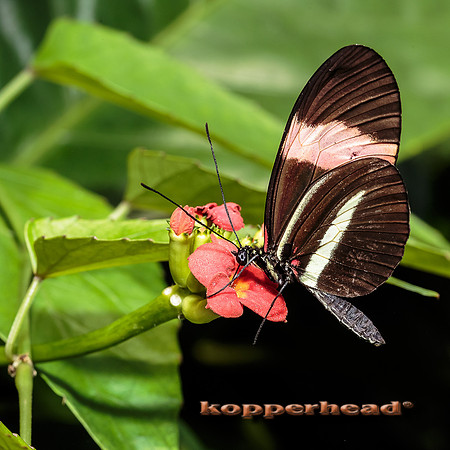 48623 02 2016 Kopperhead