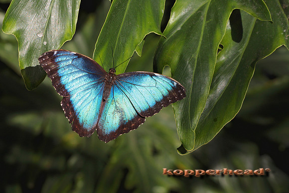 07487x 07 2008 Kopperhead