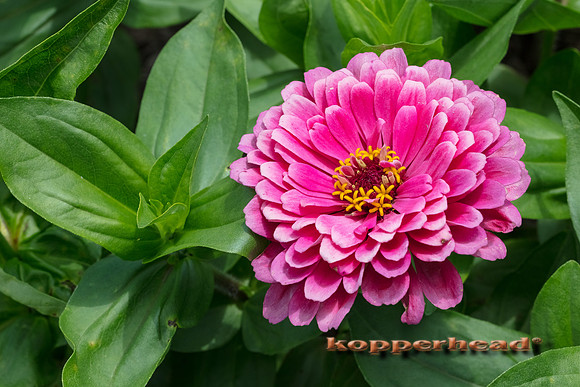07242 07 2017 Kopperhead