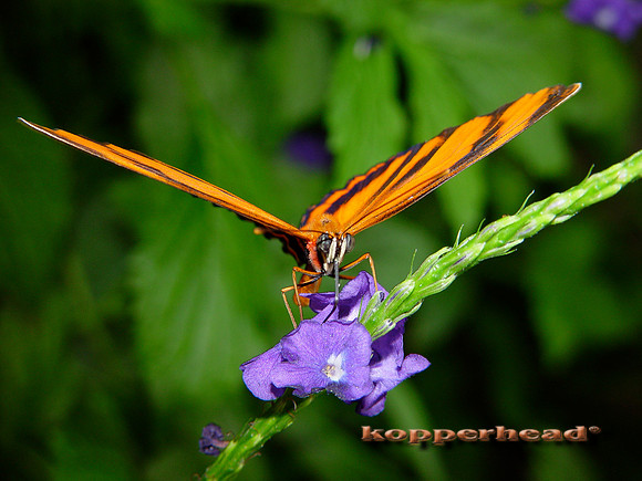 NF Butterfly Orange 6287x