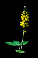 FLORA