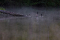 Fog Landscapes