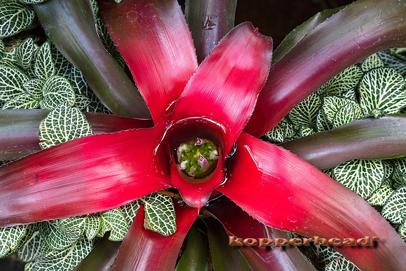 06521 06 2017 Kopperhead