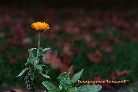 13432 11 2017 Kopperhead