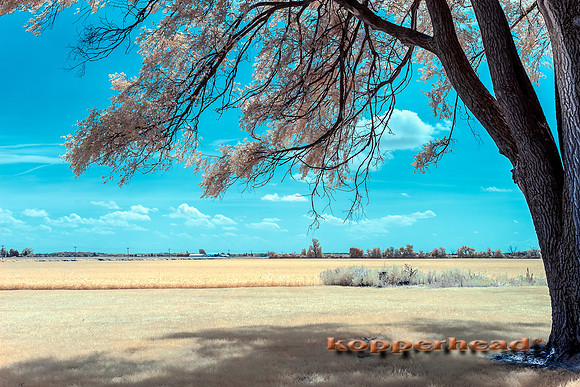 69933ir 08 2016 Kopperhead