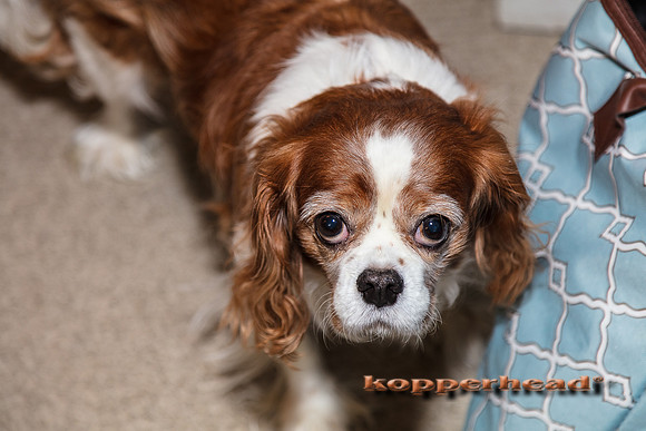 13686 12 2017 Kopperhead