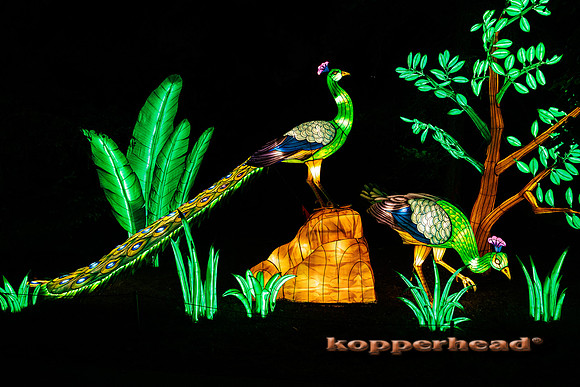 93022 07 2024 Kopperhead