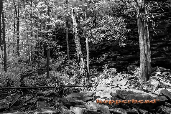 69718ir 07 2016 Kopperhead