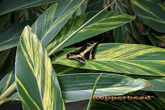 3534x 03 2005 Kopperhead