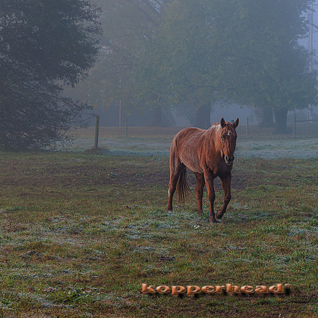77957tA 10 2023 Kopperhead