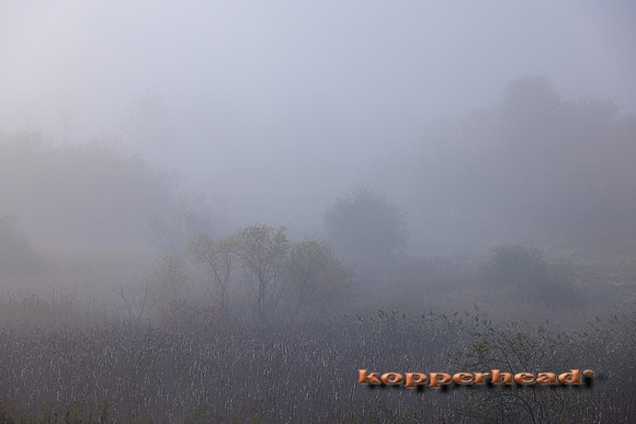 77979 10 2023 Kopperhead