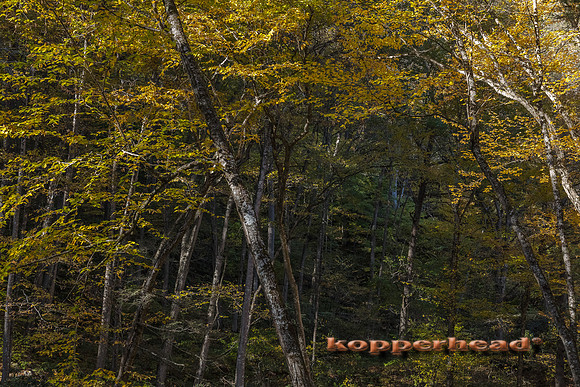 00661 10 2016 Kopperhead