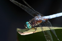 Bugs; Insects, Spiders