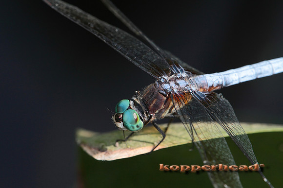 07935x 07 2010 Kopperehad