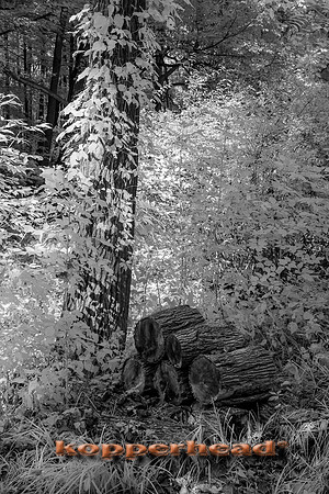70246ir 09 2018 Kopperhead